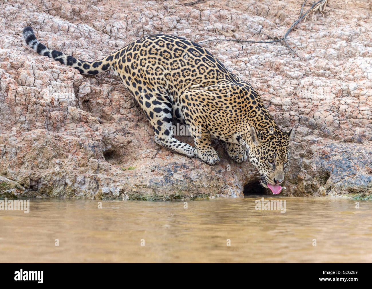 Wild Female Jaguar drinking from a river. Stock Photo