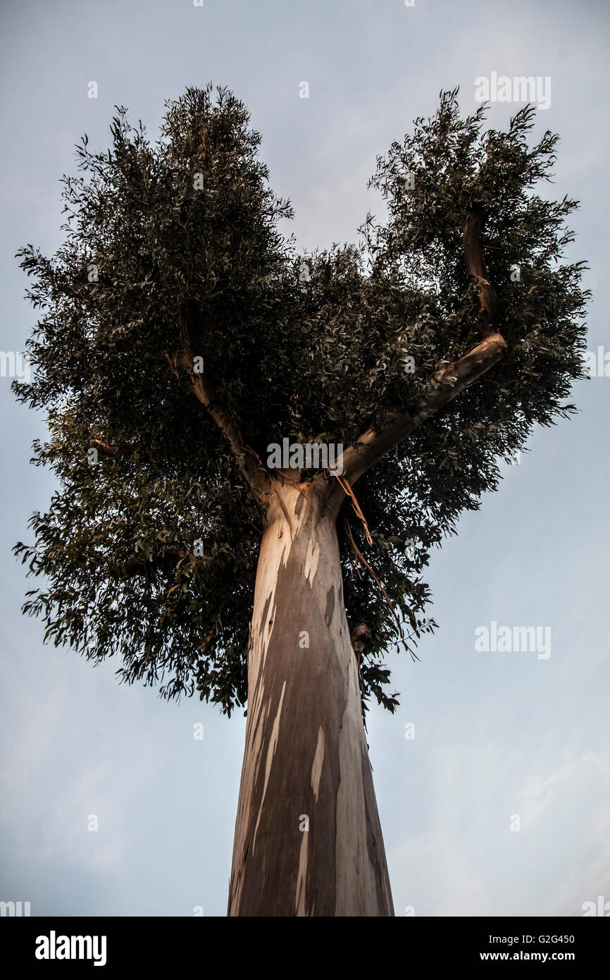 Eucalyptus Tree Against Blue Sky, Low Angle View Stock Photo Alamy