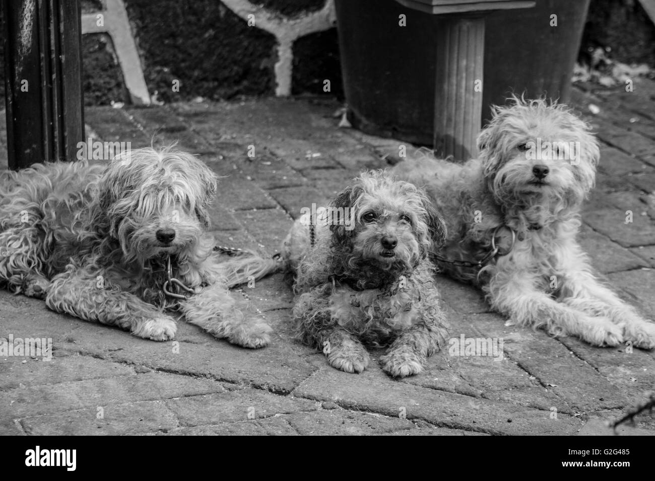 Port of Three Shaggy Dogs in Street Stock Photo
