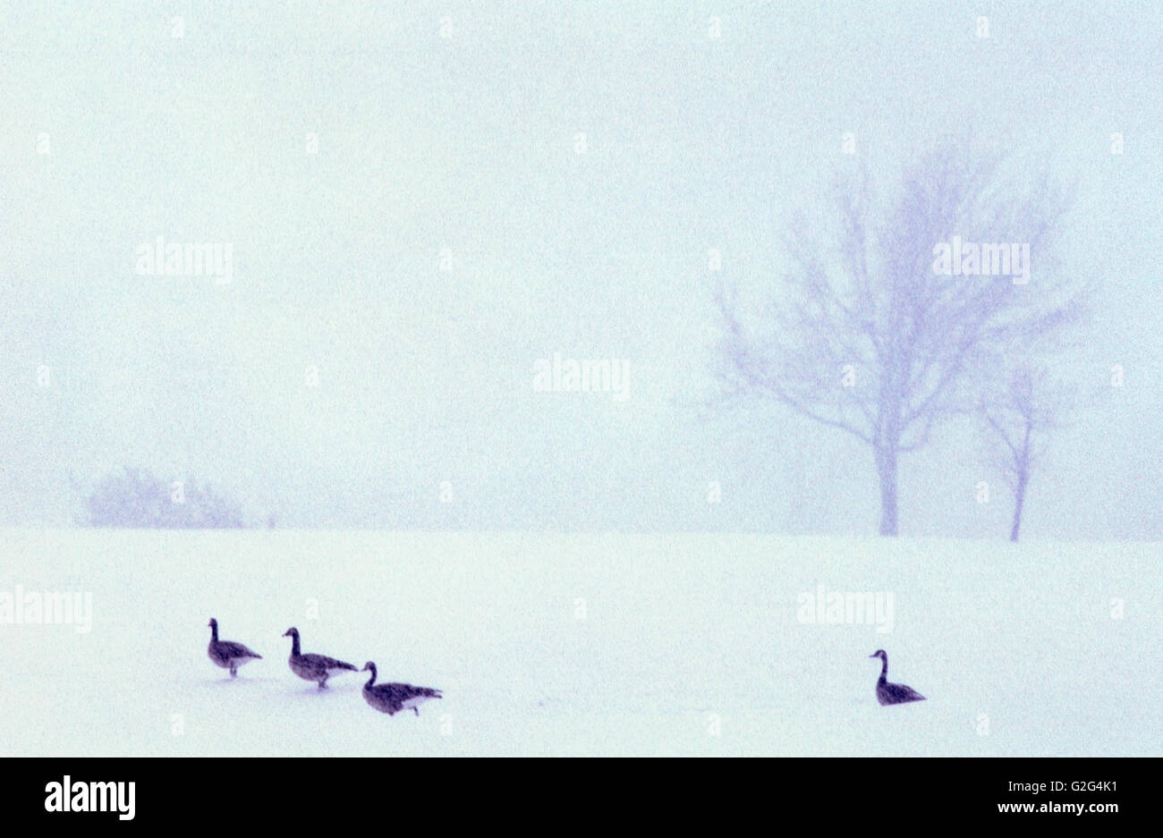 Canadian Geese in Snow Stock Photo Alamy