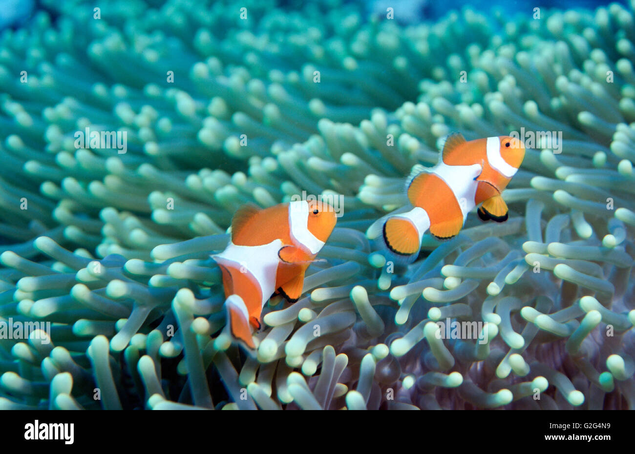 Two Clownfish Stock Photo