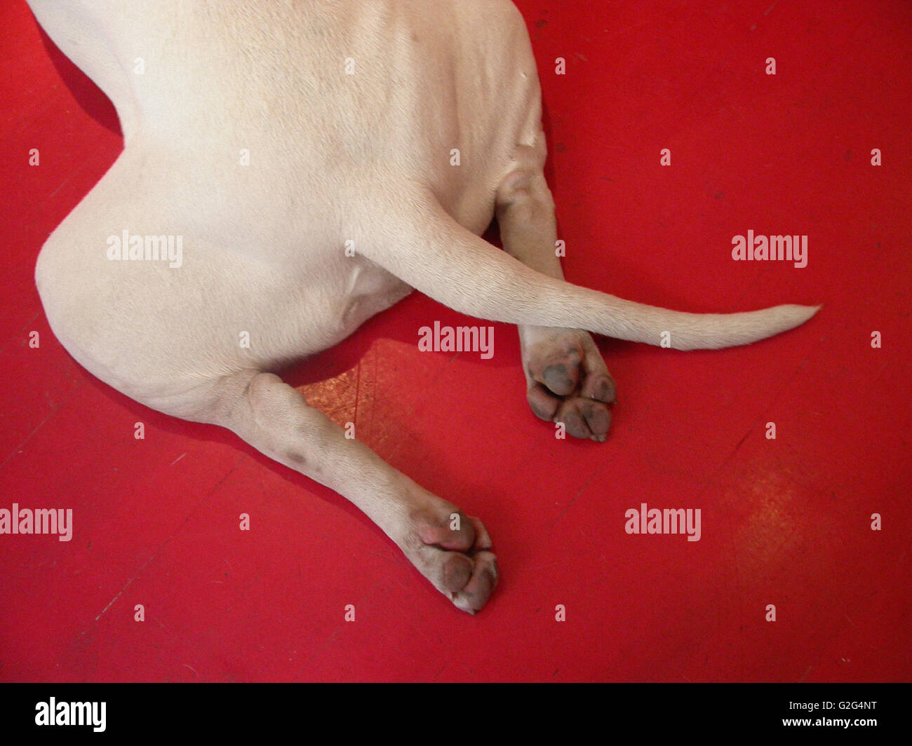 Rear of Dog Stock Photo - Alamy