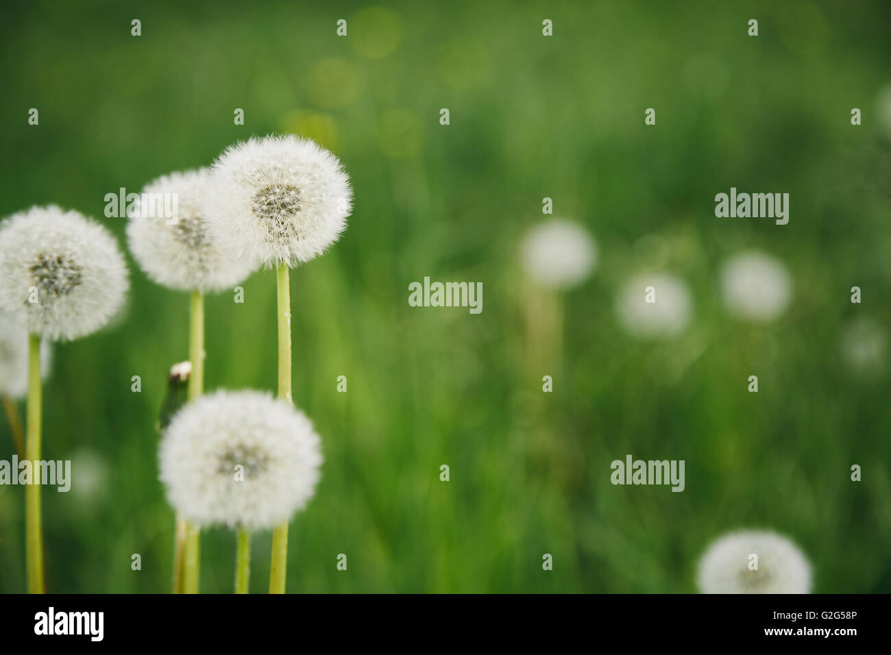 Beutiful summer background with dandelions Stock Photo