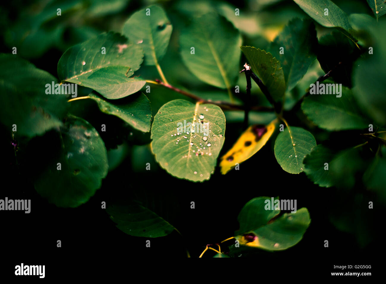 Waterdrops on Leaves Stock Photo