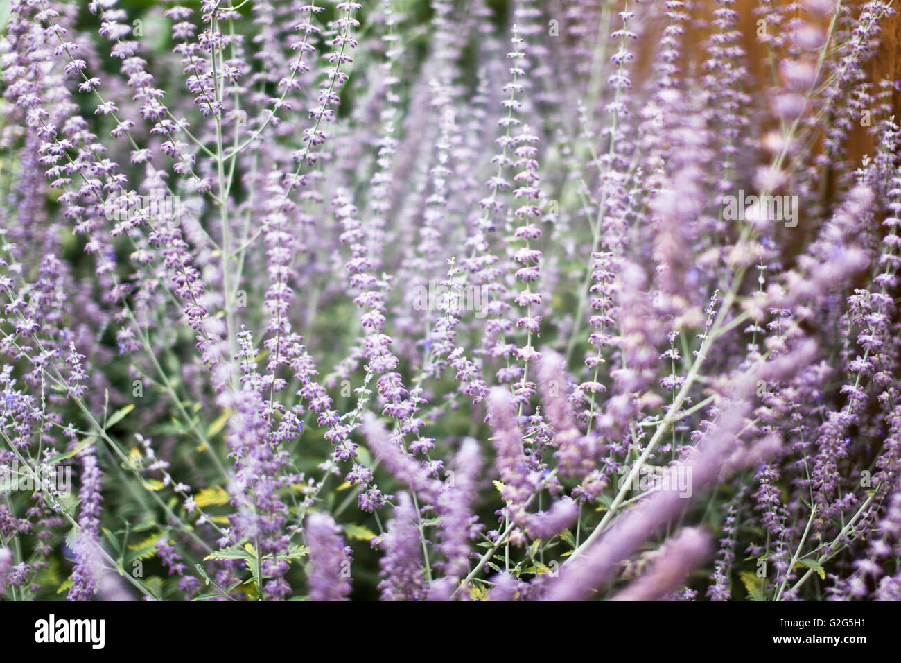 Field of Lavender, Close Up Stock Photo Alamy