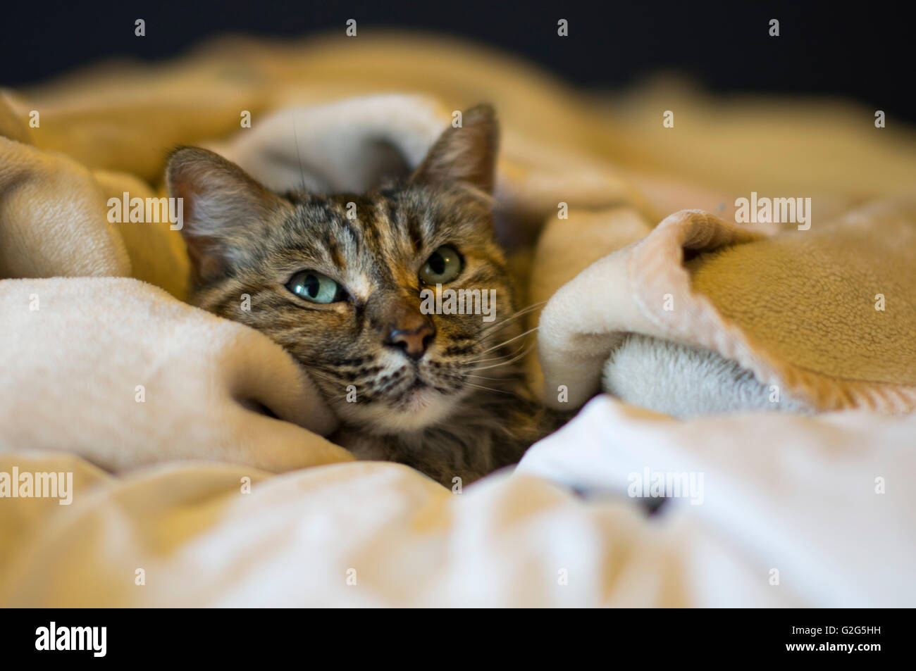 Cat In Blanket High Resolution Stock Photography and Images Alamy