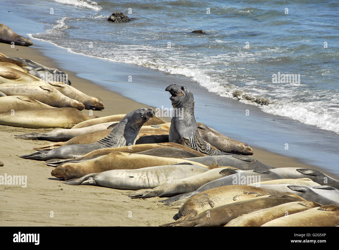 Elephant Seals at Piedras Blancas rookery near Cambria, California on