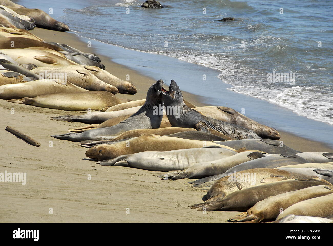Elephant Seals at Piedras Blancas rookery near Cambria, California on