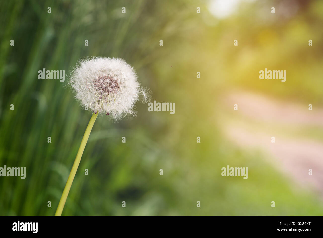 Dandelion on green background with copy space. Dandelion on sunrise. Dandelion on sunset. Stock Photo