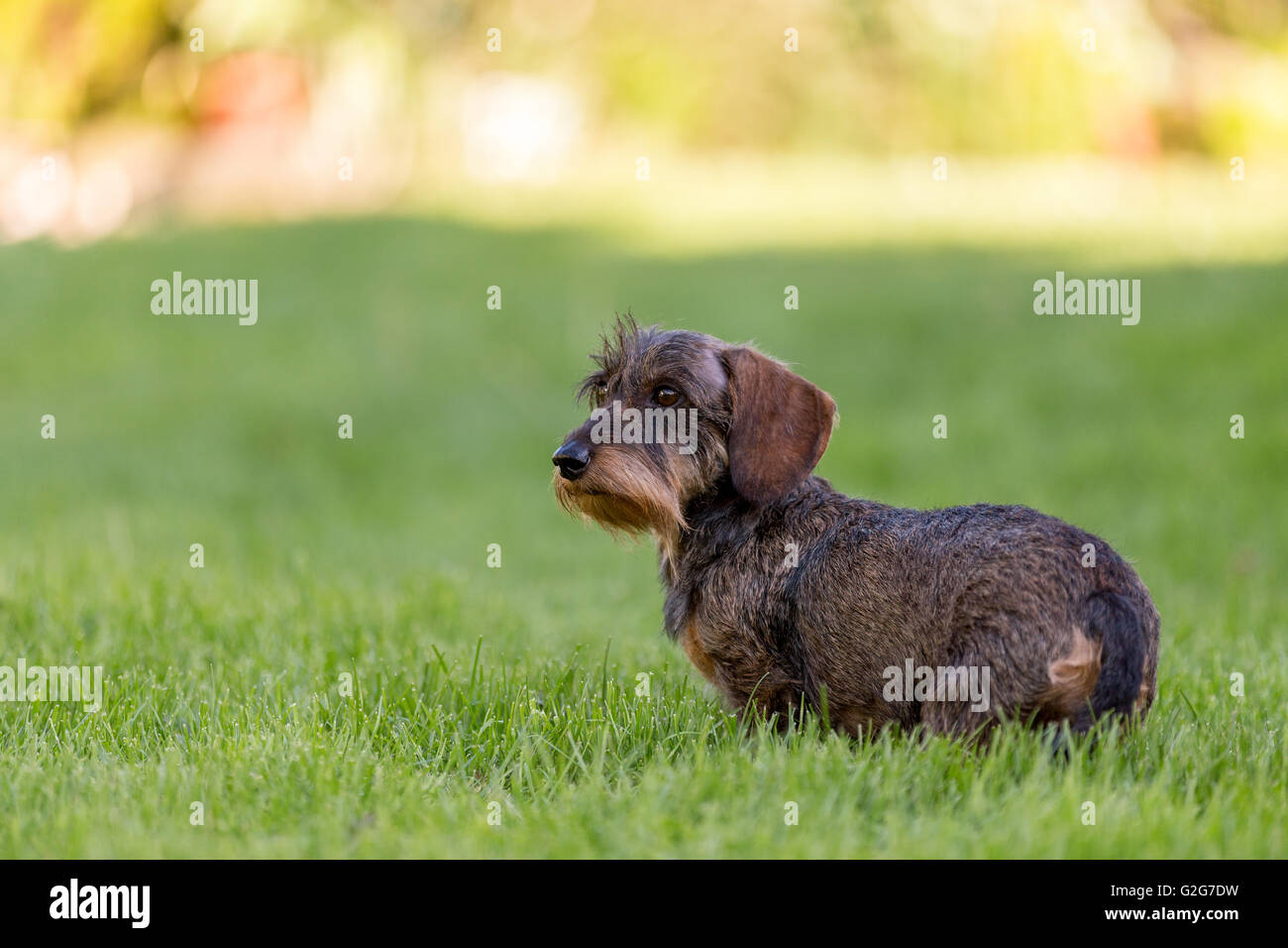 european dachshund