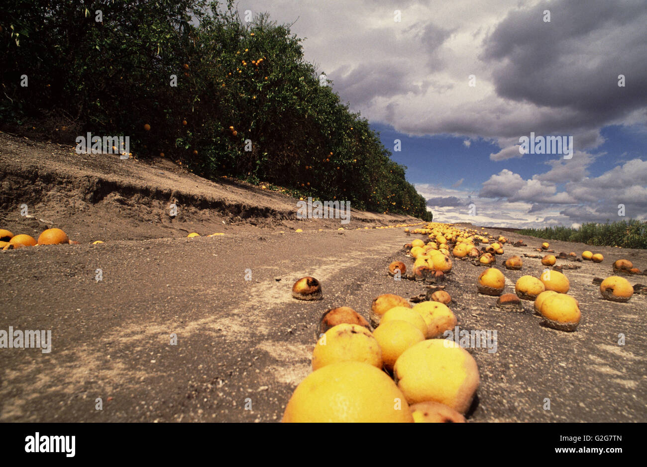 A crop of destroyed oranges lay on the ground in a grove. Stock Photo