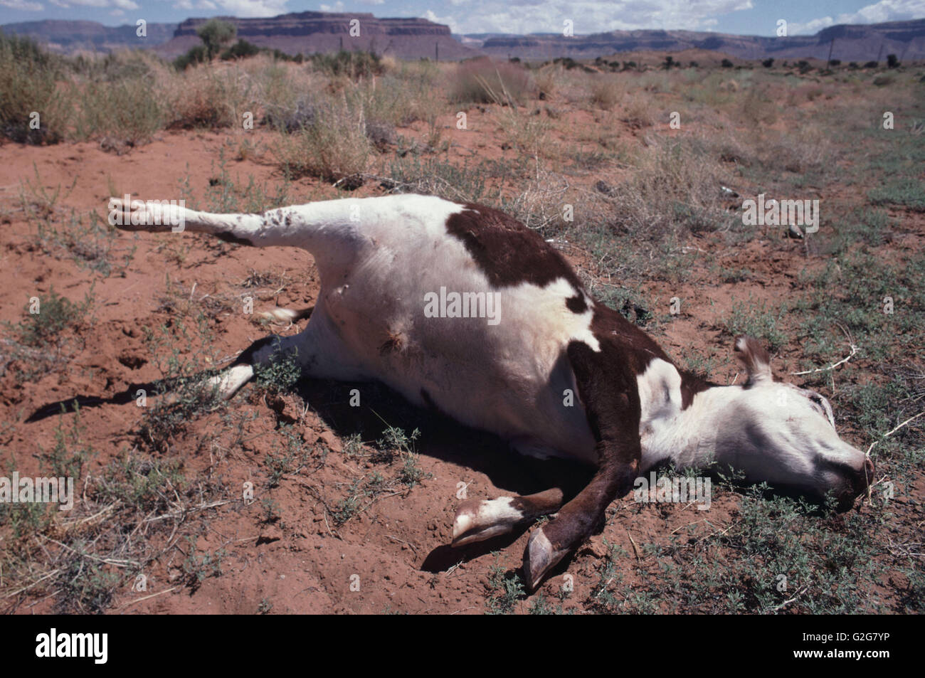 A dead cow hit by truck lies in the desert along Interstate 40 (Route