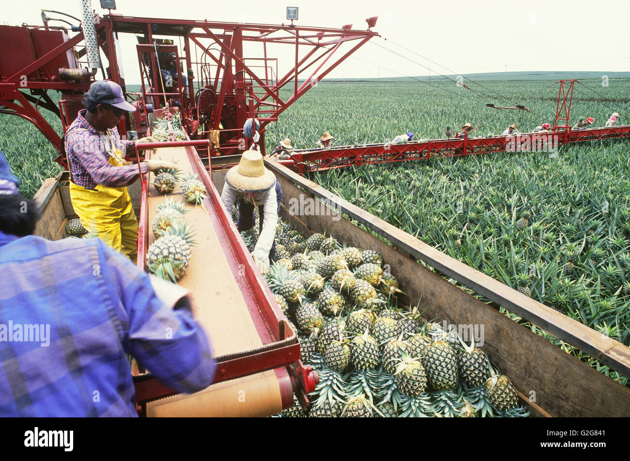 Harvesting pineapples on oahu hawaii hires stock photography and