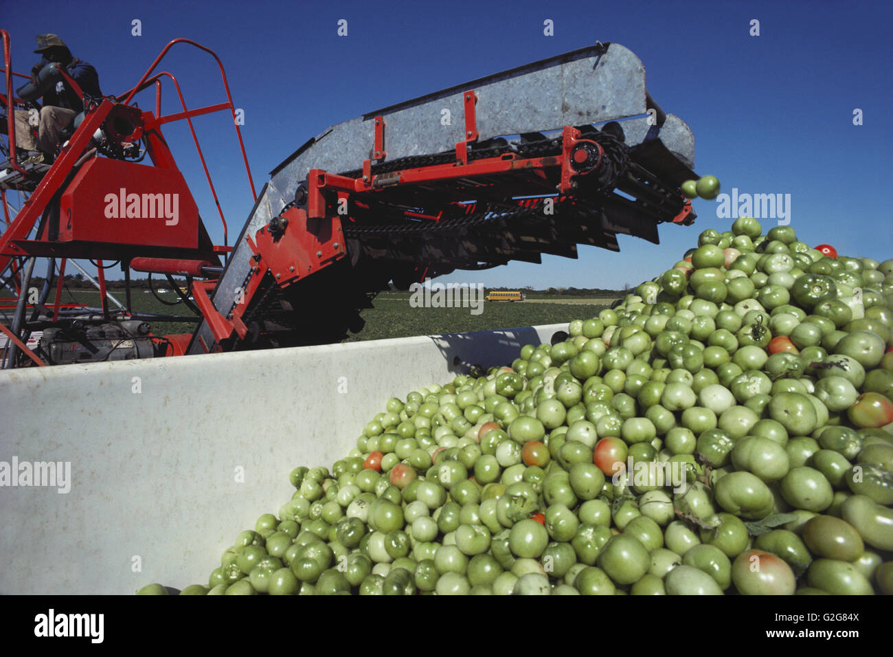 Man harvesting tomatoes in Dade county, Florida, USA. Stock Photo