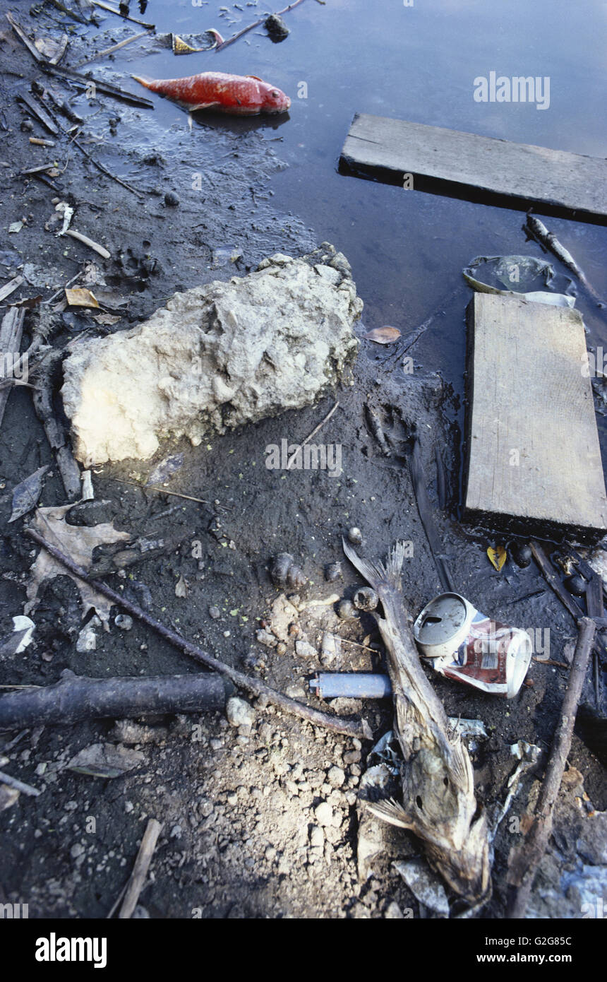 Polluted Water And Dead Fish Central Park Pond New York City Stock Photo Alamy