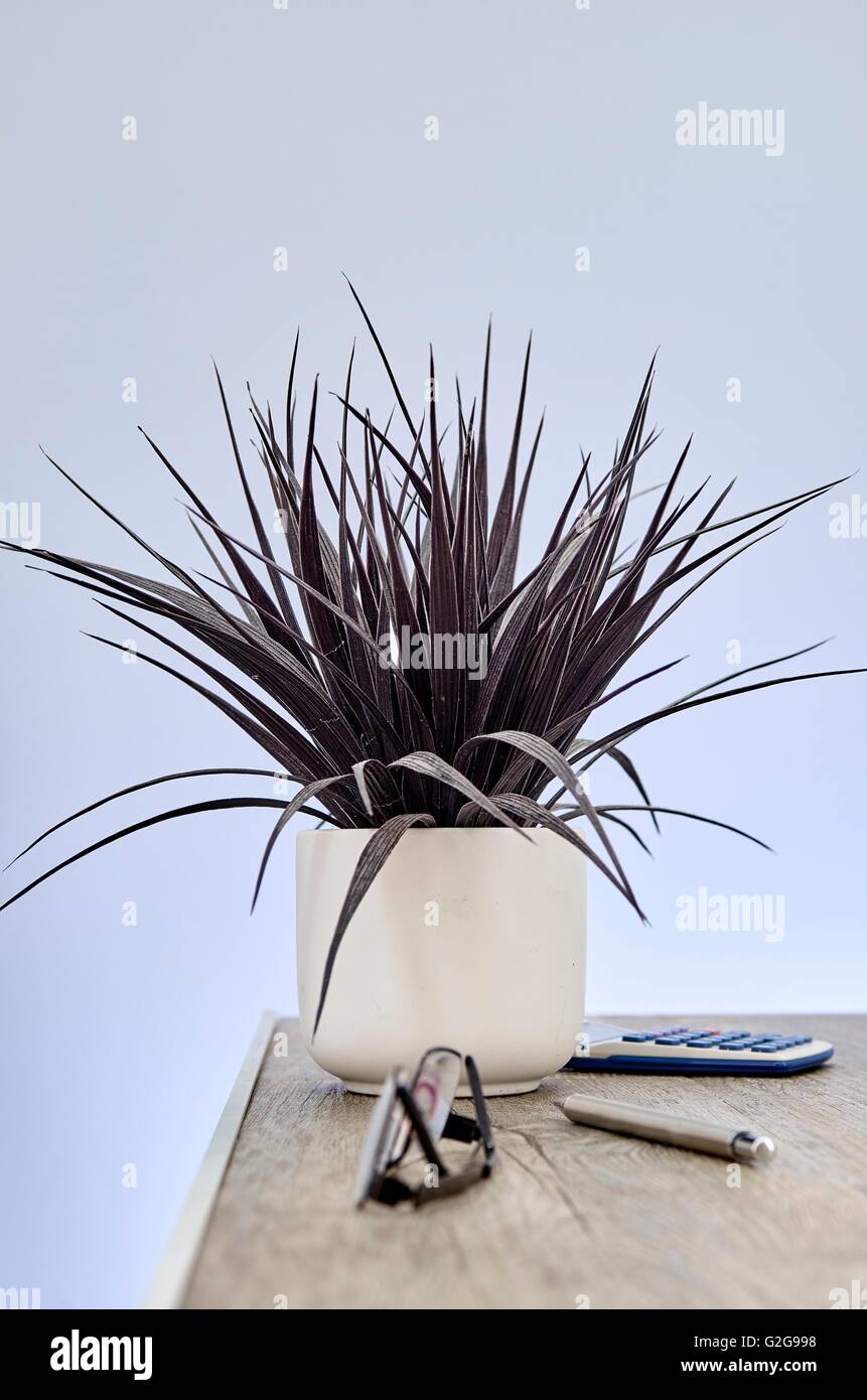 A studio photo of an artificial indoor plant Stock Photo Alamy