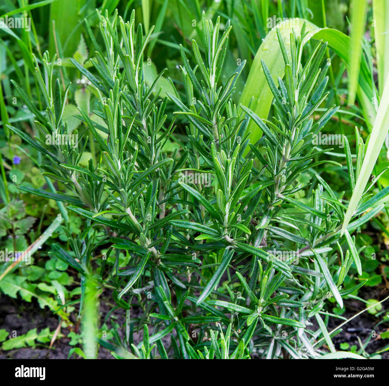 Rosemary herb growing in the garden Stock Photo Alamy