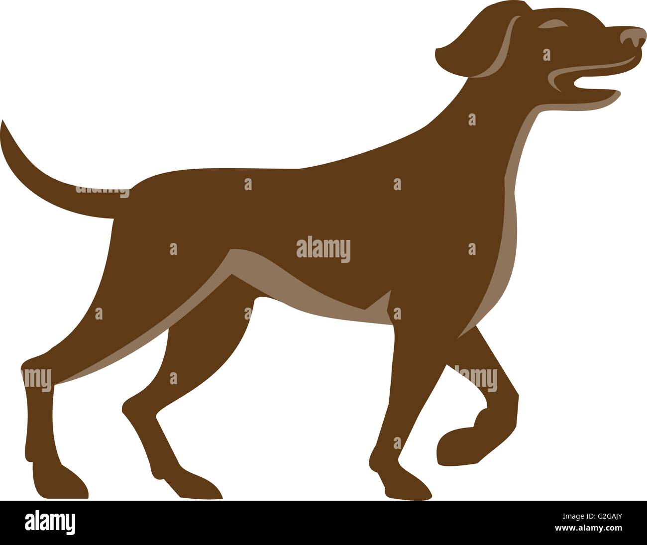 Illustration of an english pointer dog pointing up in a pointer stance with head up tail out and one foot slightly raised set on isolated white background viewed from the side done in retro style. Stock Vector