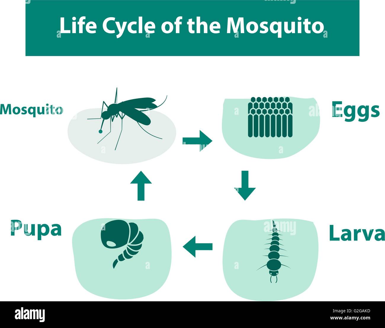 Life Cycle of the Mosquito in monochrome style, vector Stock Vector