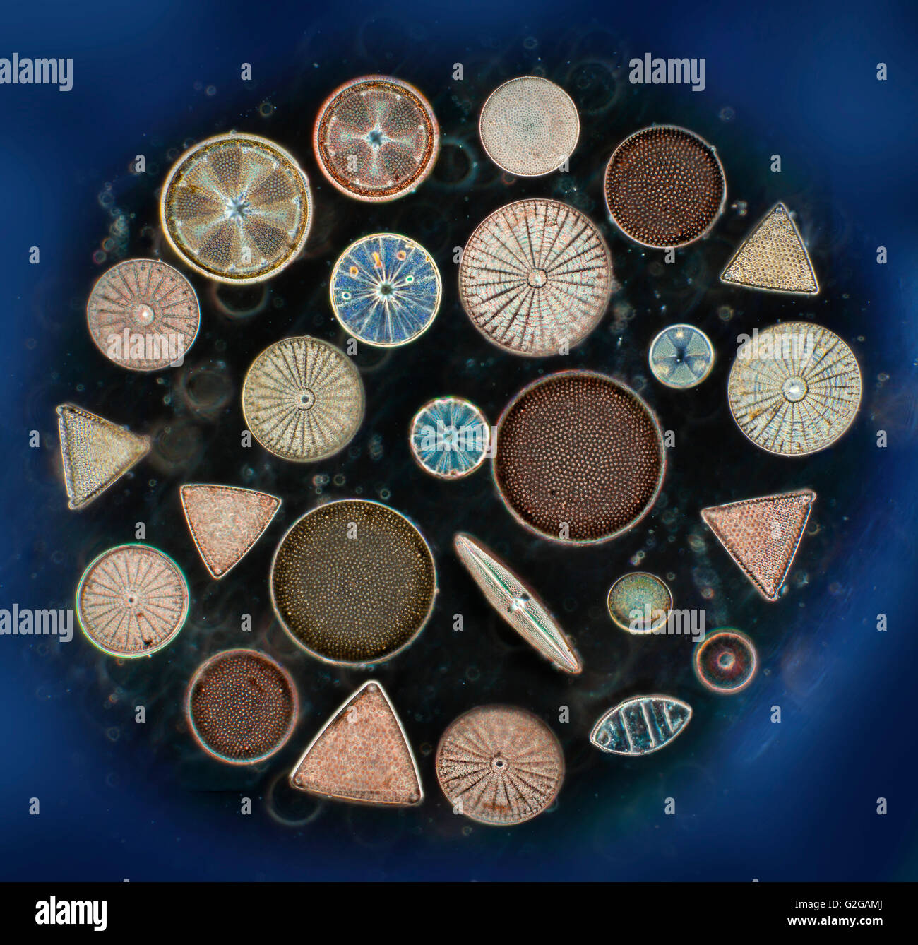 A diverse selection of diatom forms, centric, pennate, darkfield photomicrograph. Stock Photo