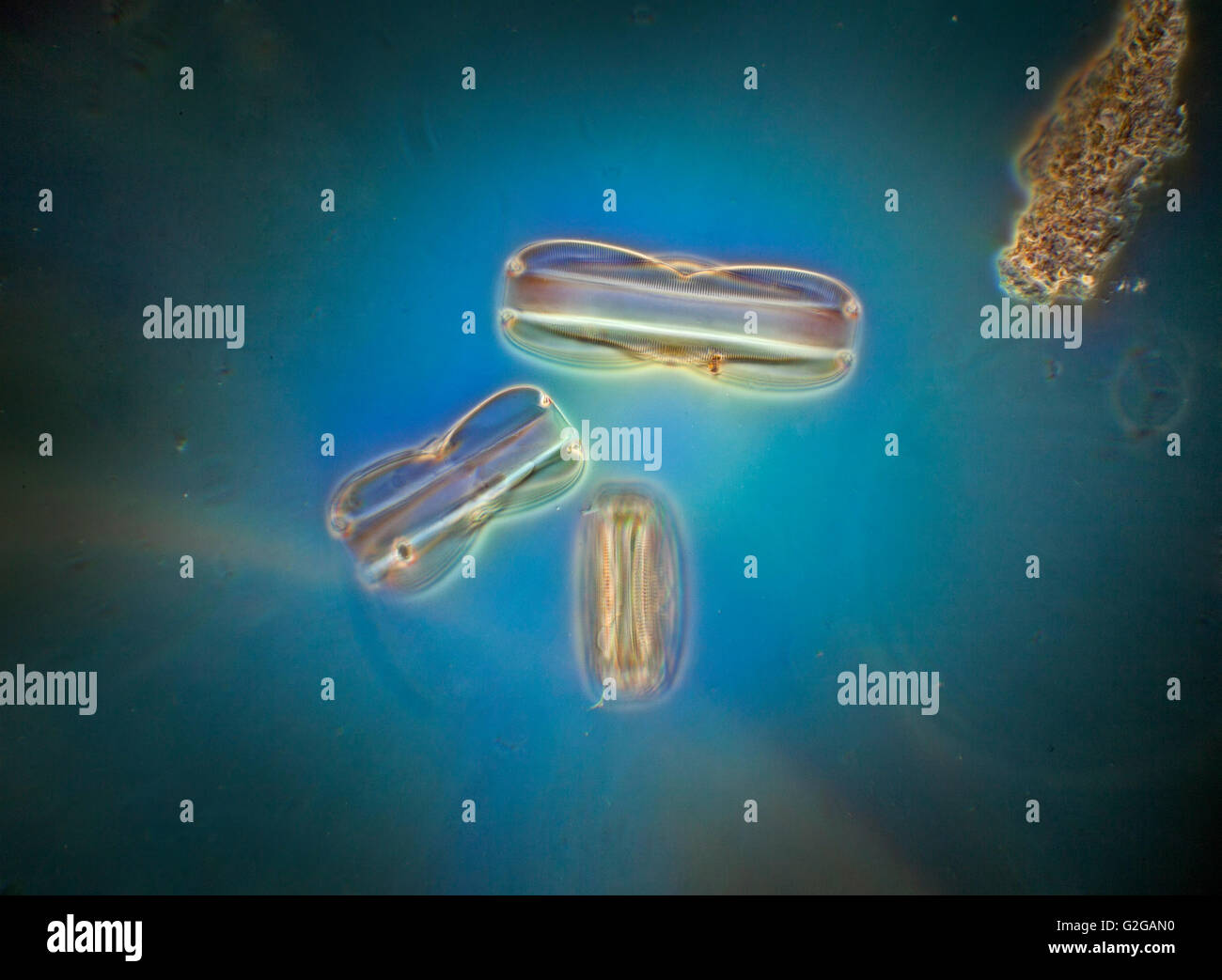 Diatom form, pennate, blue darkfield photomicrograph. Stock Photo