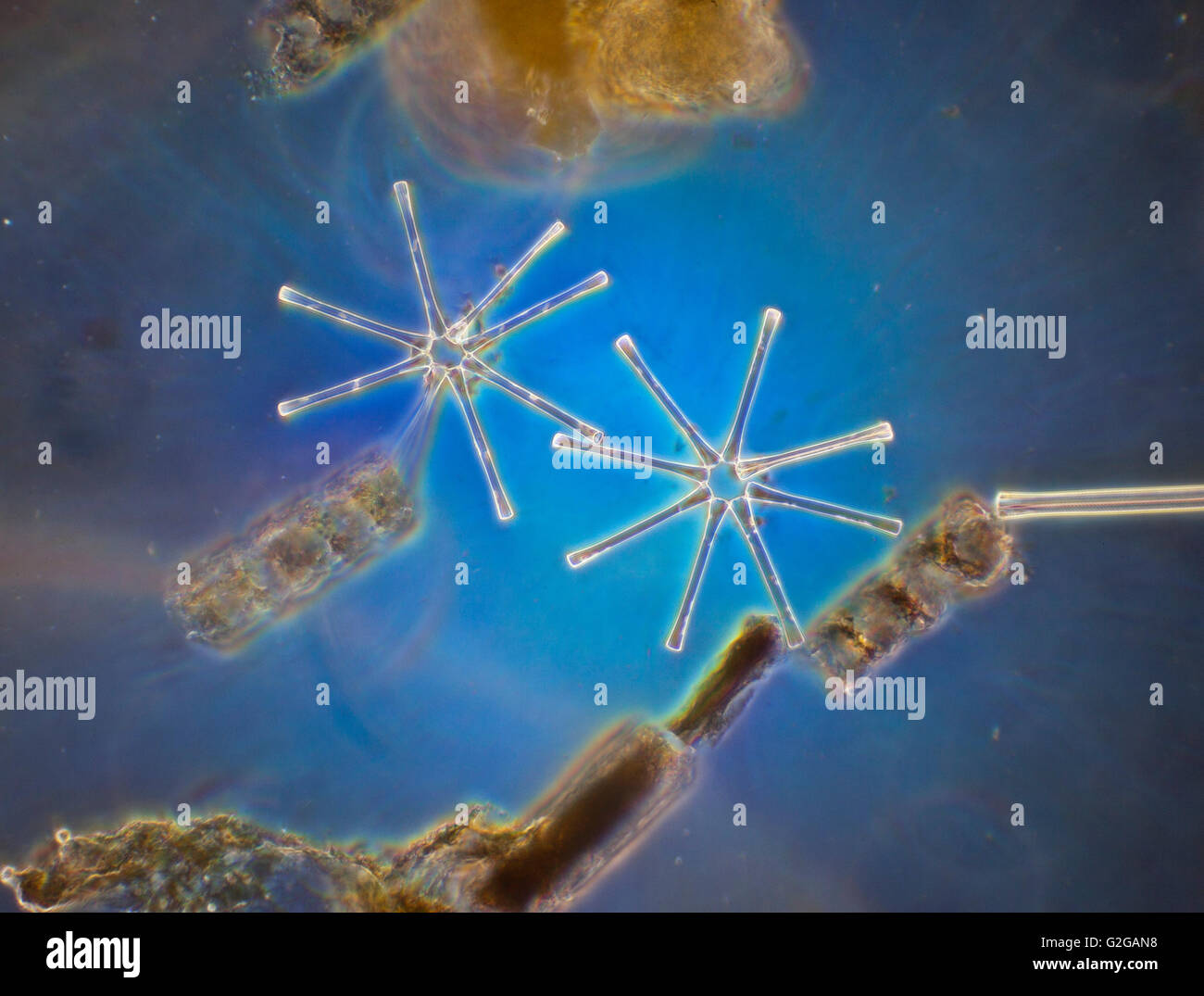 Asterionella formosa. A star shaped (stellate), planktonic diatom silicified algae blue darkfield photomicrograph. Stock Photo
