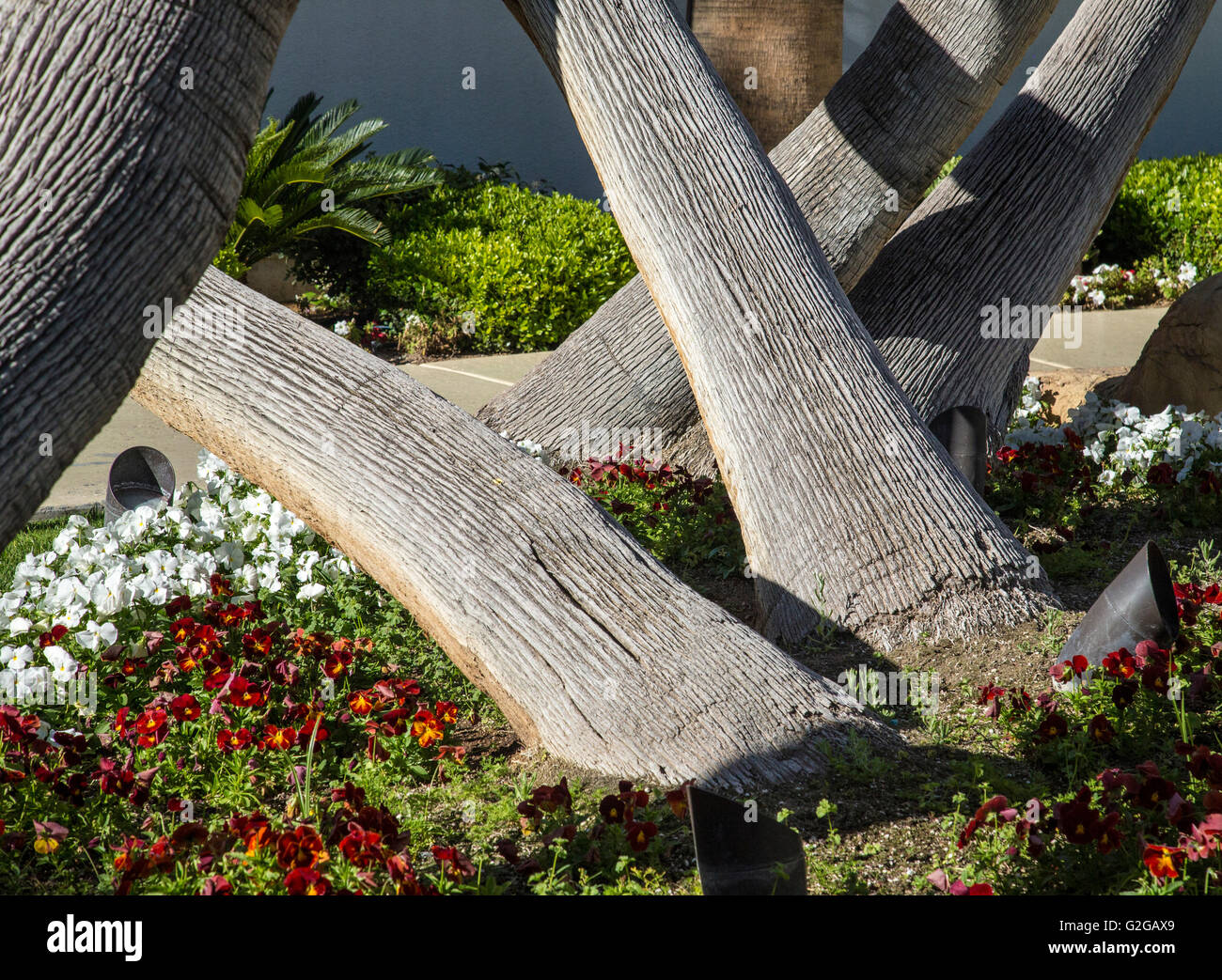 Leaning palm trees in an hotel garden in Las Vegas USA Stock Photo