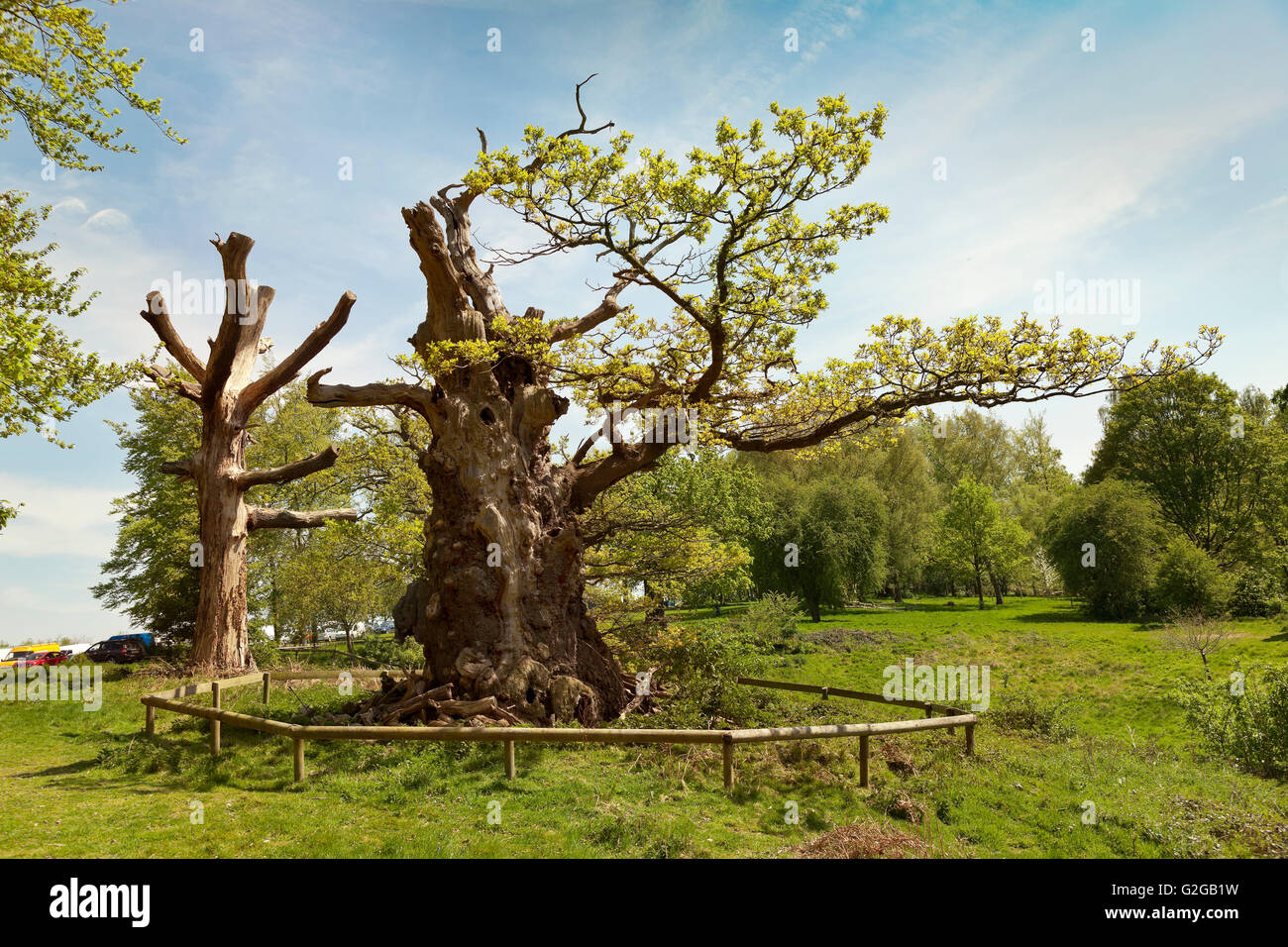 Hatfield House Parkland, ancient oak trees. bright sun Stock Photo