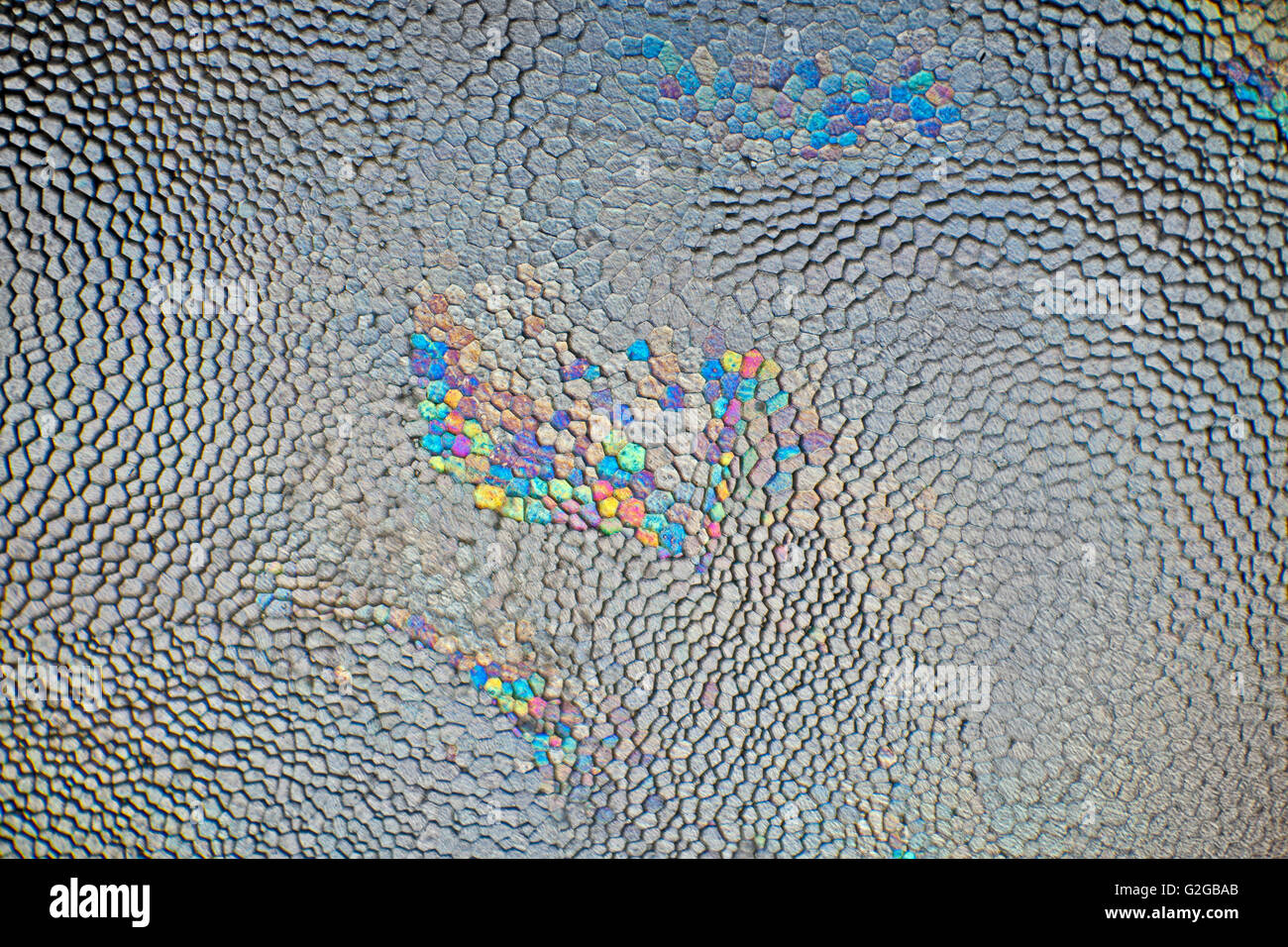 Polarized photomicrograph of Pinna shell Stock Photo