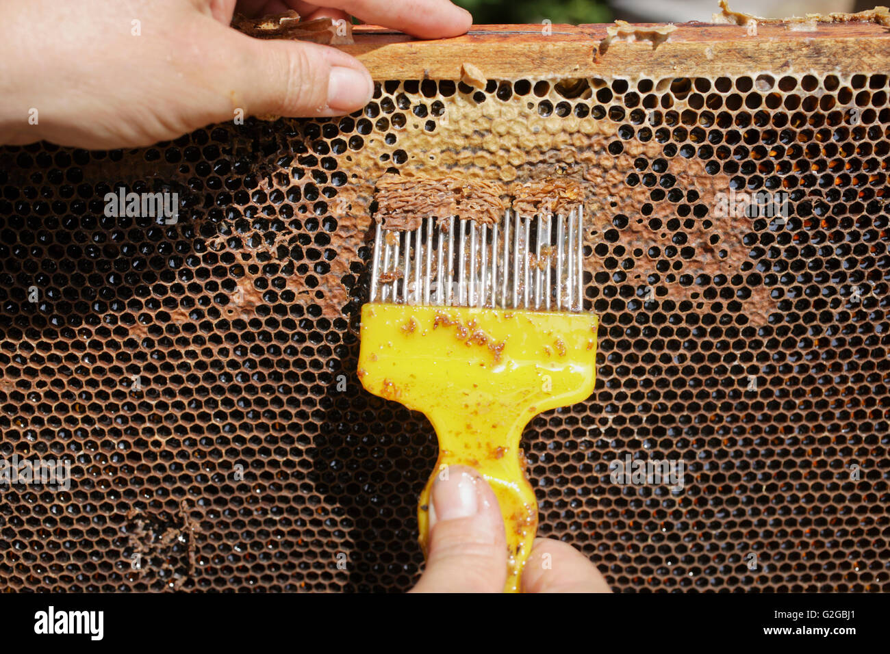 A beekeeper is uncapping the honeycomb from wax, before the extraction of honey Stock Photo