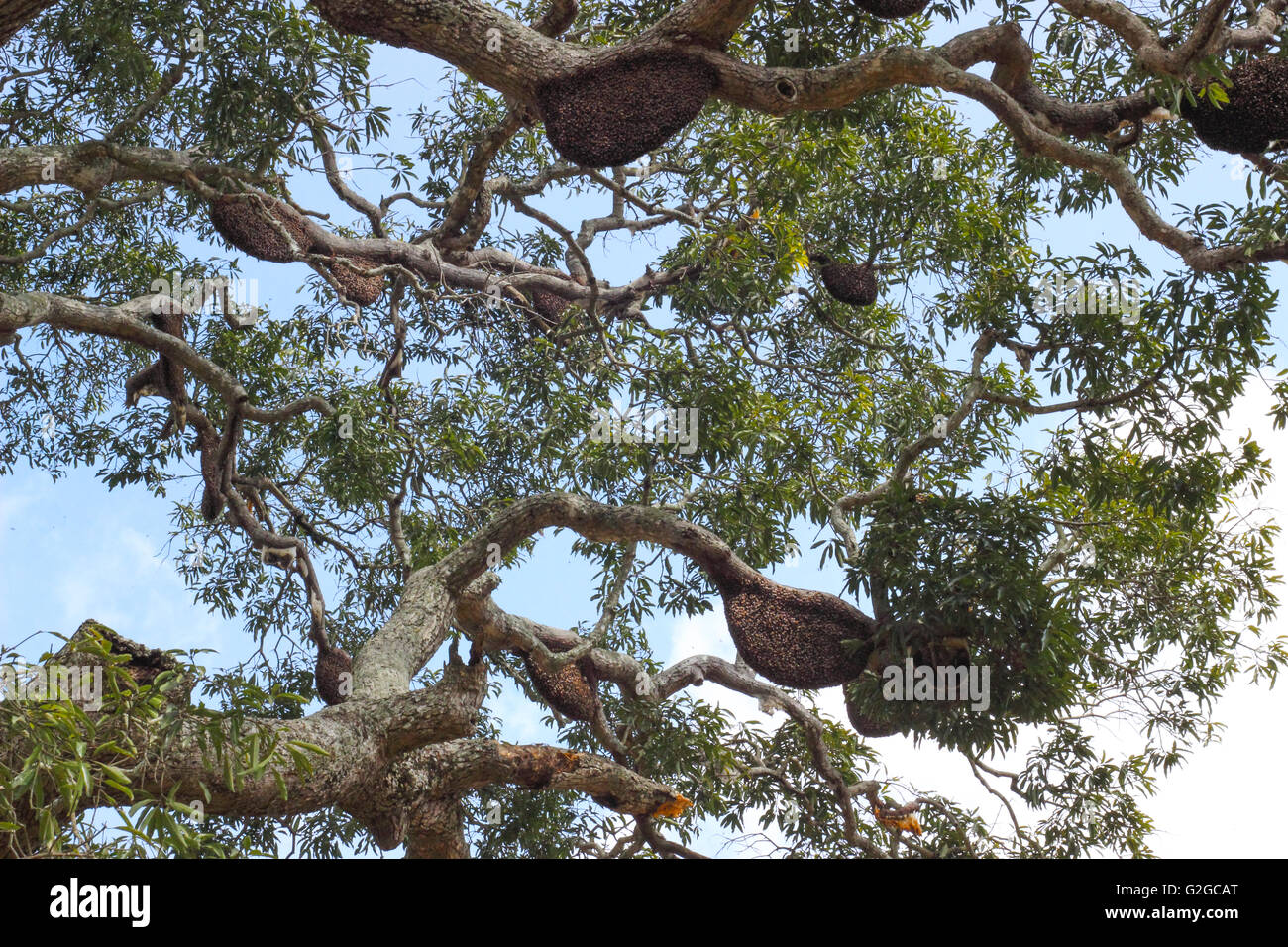 Indian honey bees hi-res stock photography and images - Alamy