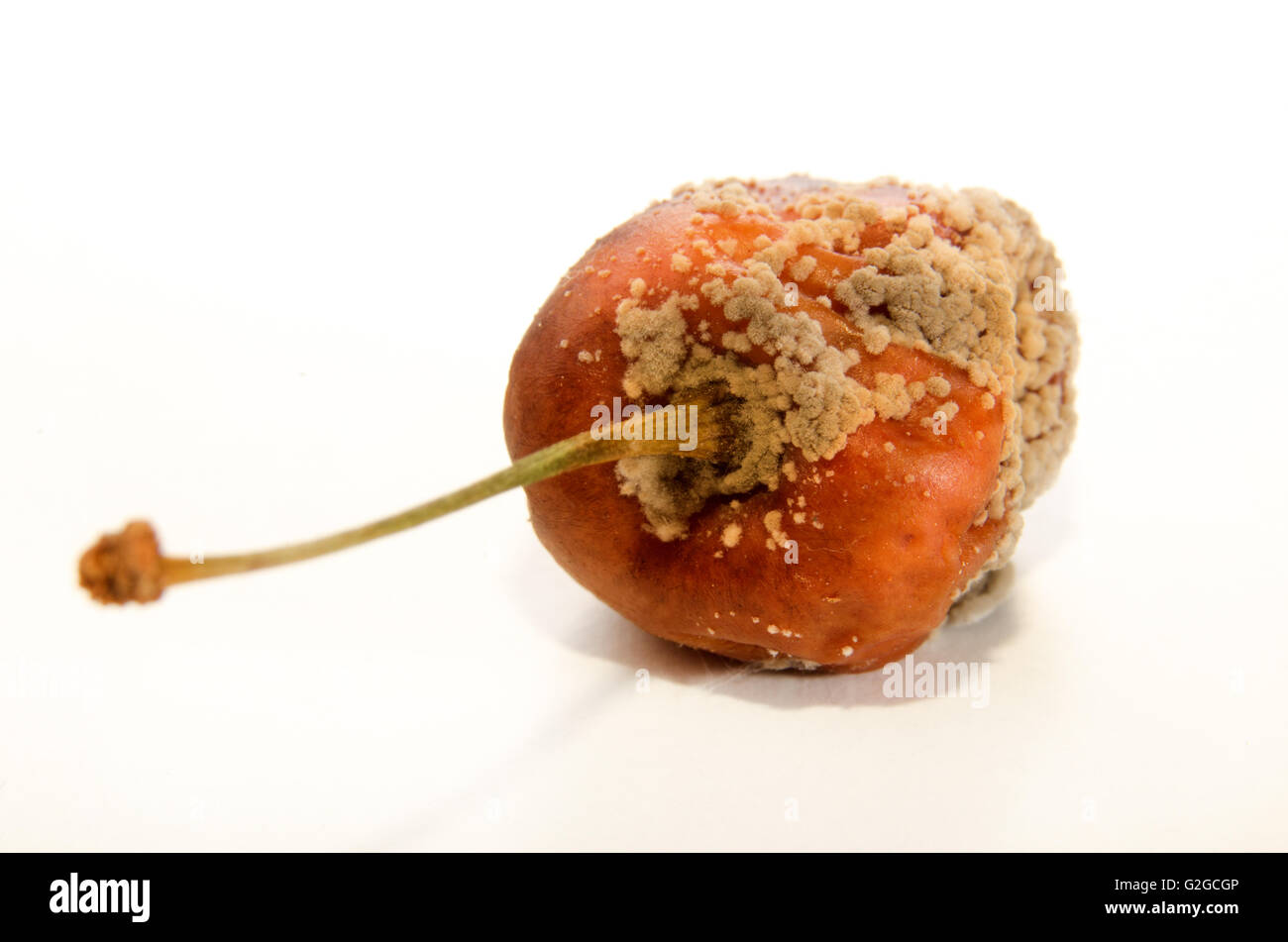 Disgusting mold on food hi-res stock photography and images - Alamy