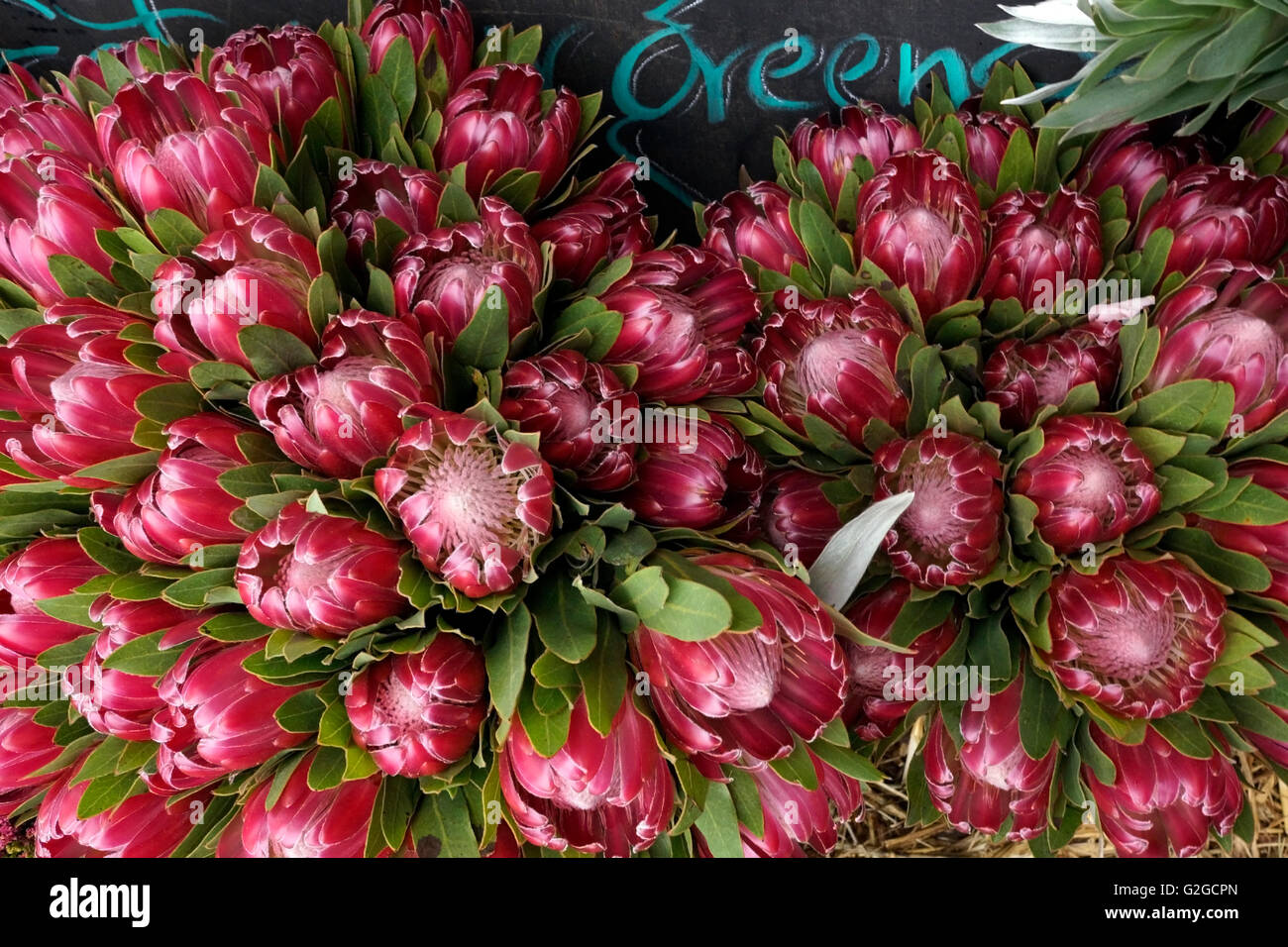 Proteas for sale at the The Oranjezicht City Farm (OZCF) Market Day