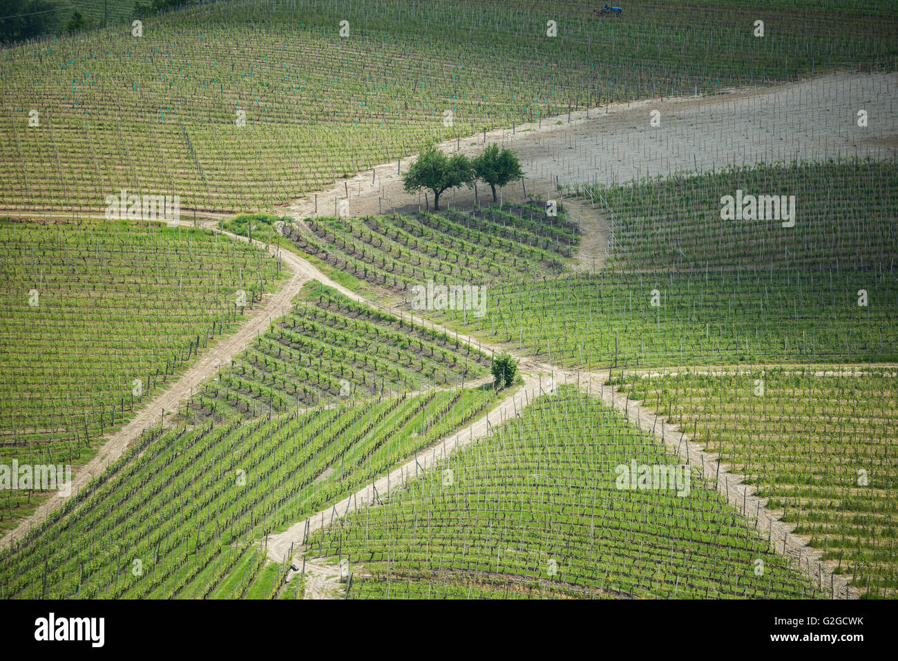 Vineyards of Barbaresco Stock Photo