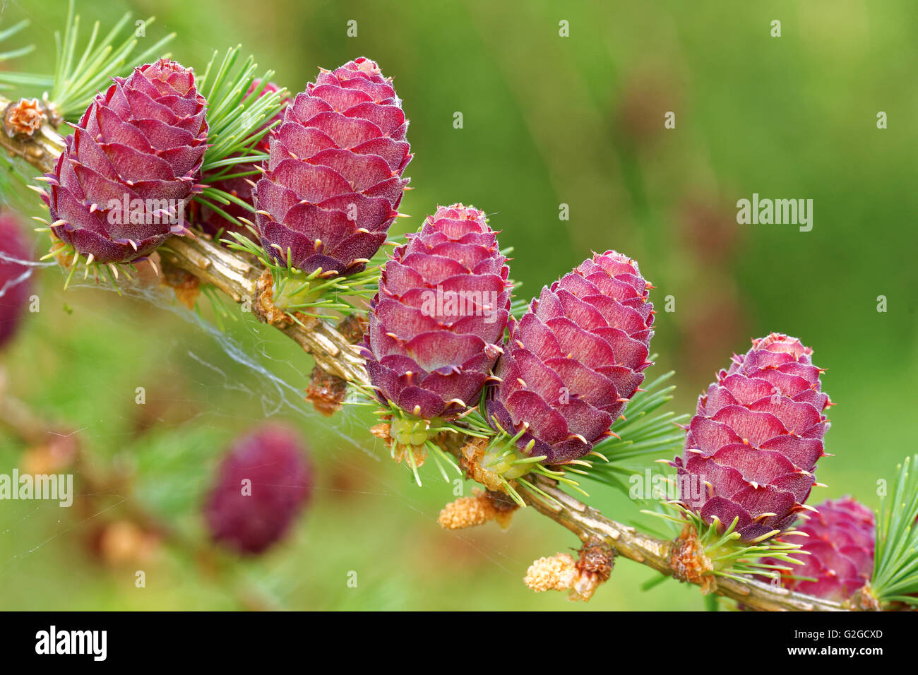 Ovulate cones and pollen cones of larch tree in spring, end of May. Stock Photo