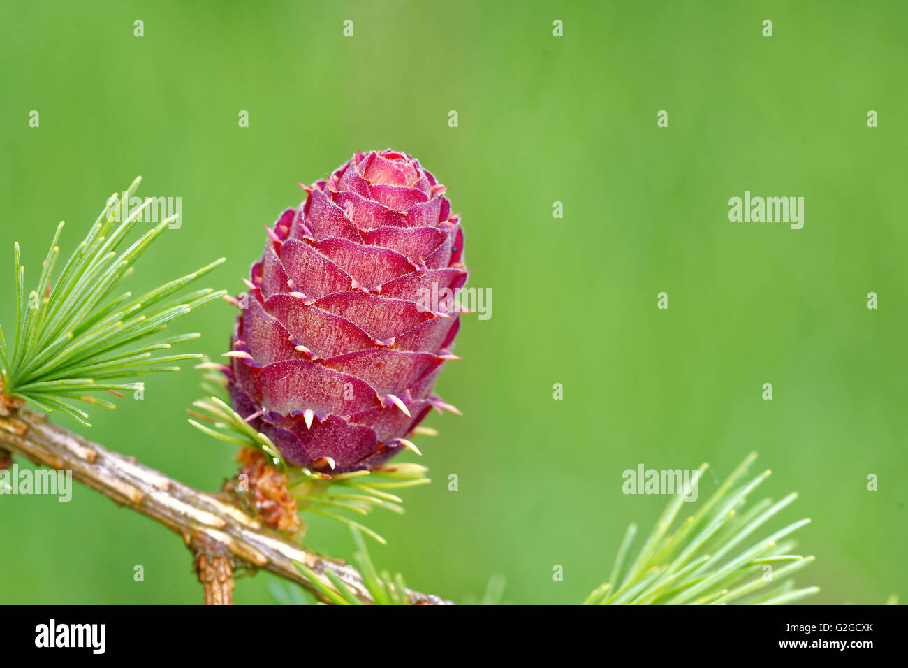 Ovulate cone of larch tree in spring, end of May. Stock Photo