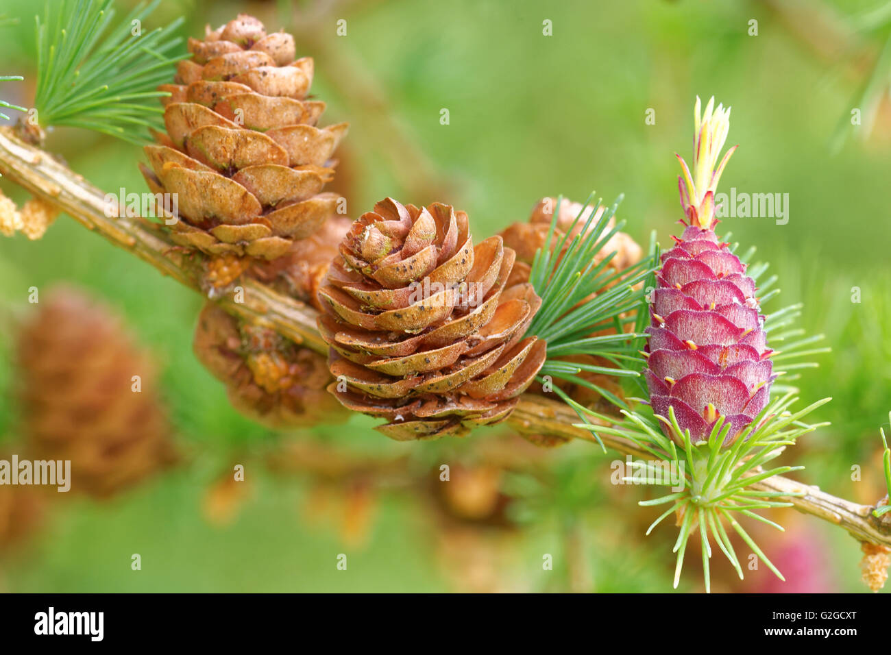 Old and young ovulate cones and young pollen cones of larch tree in spring, end of May. Stock Photo