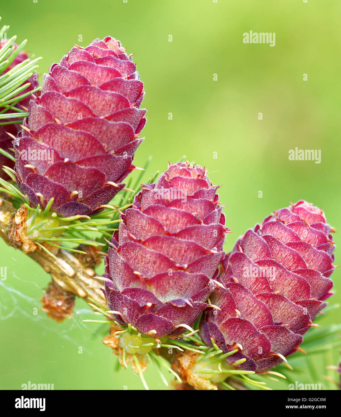 Ovulate cones and pollen cones of larch tree in spring, end of May. Stock Photo