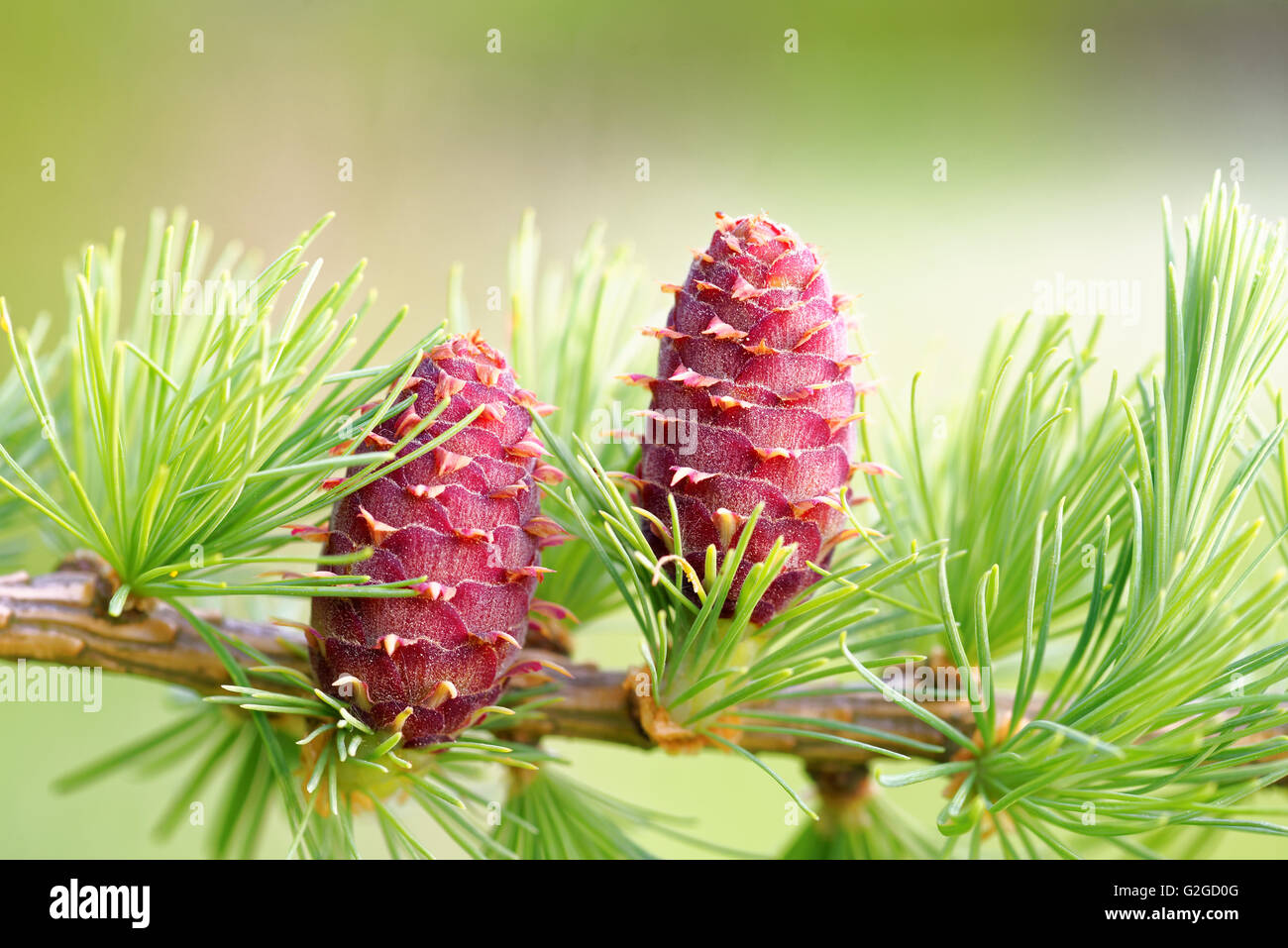 Ovulate cones of larch tree in spring, end of May. Stock Photo