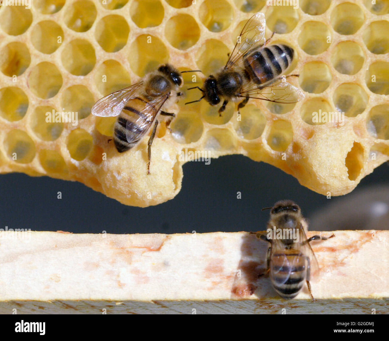 Beekeping Stock Photo