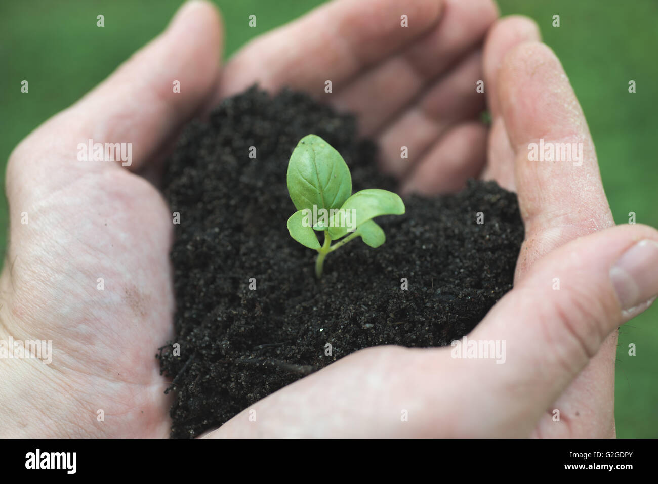 man's hands holds heart shape soil with bud Stock Photo