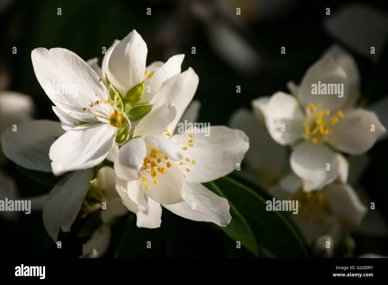 Little white flowers hi-res stock photography and images - Alamy