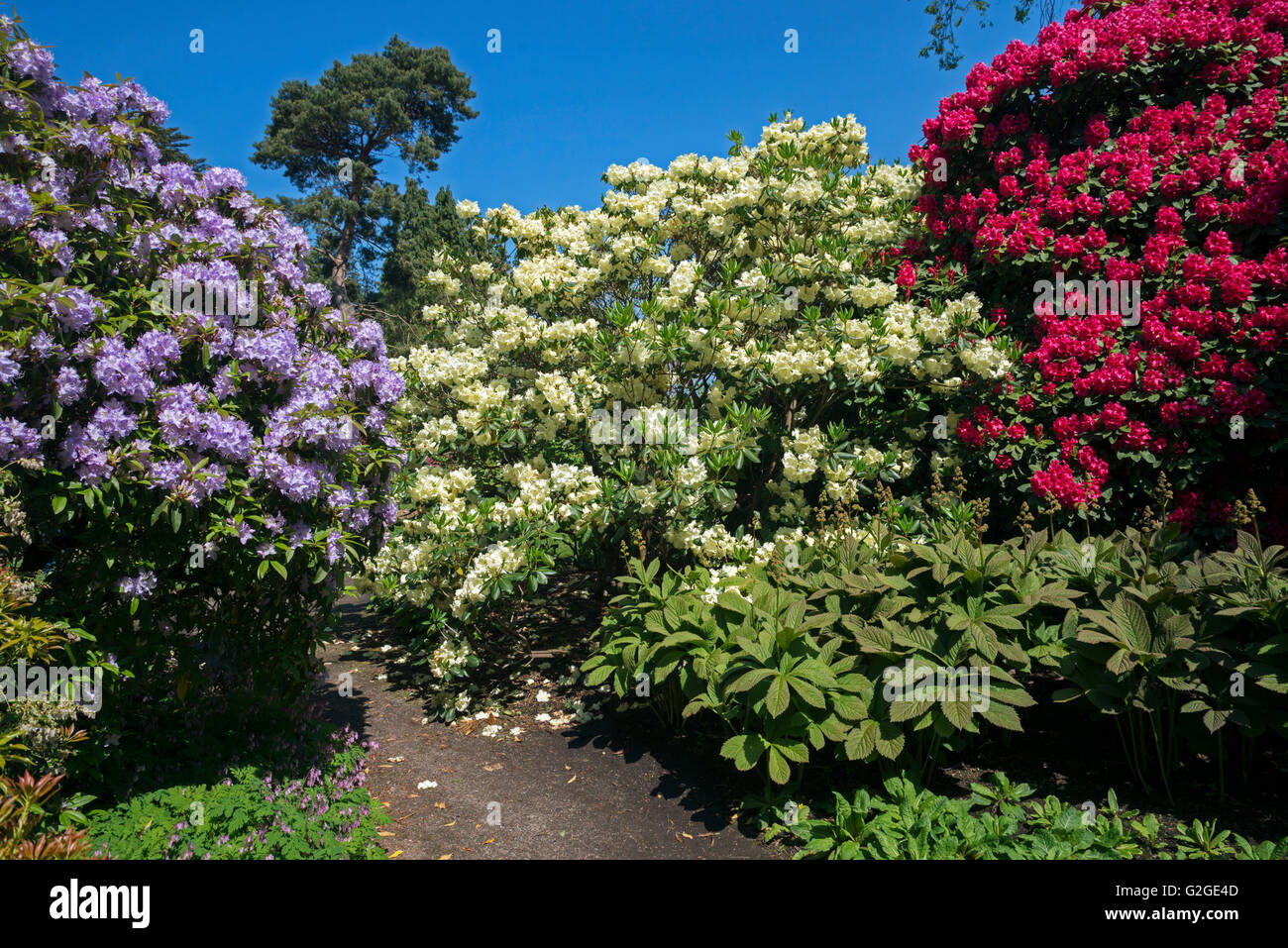 Rhododendrons of various colours in full bloom in the Royal Botanic Garden Edinburgh. Stock Photo