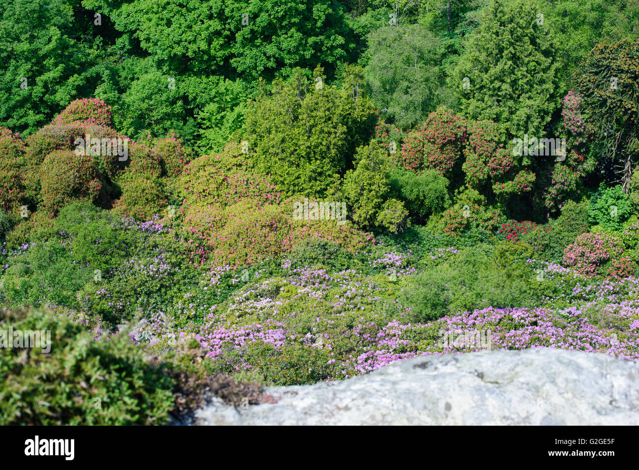 Rhododendron garden view from the top Stock Photo