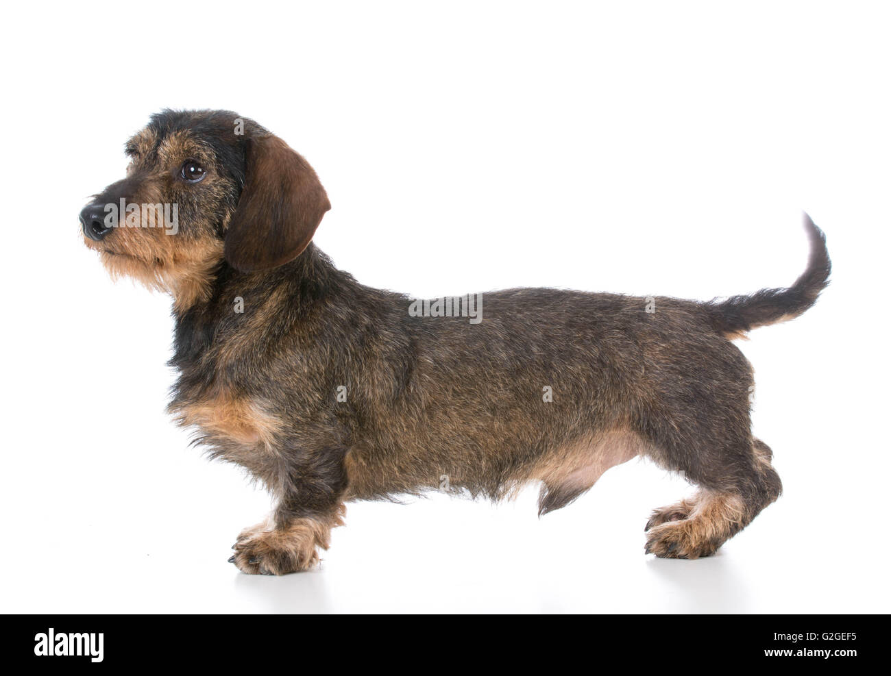 brindle wire haired dachshund