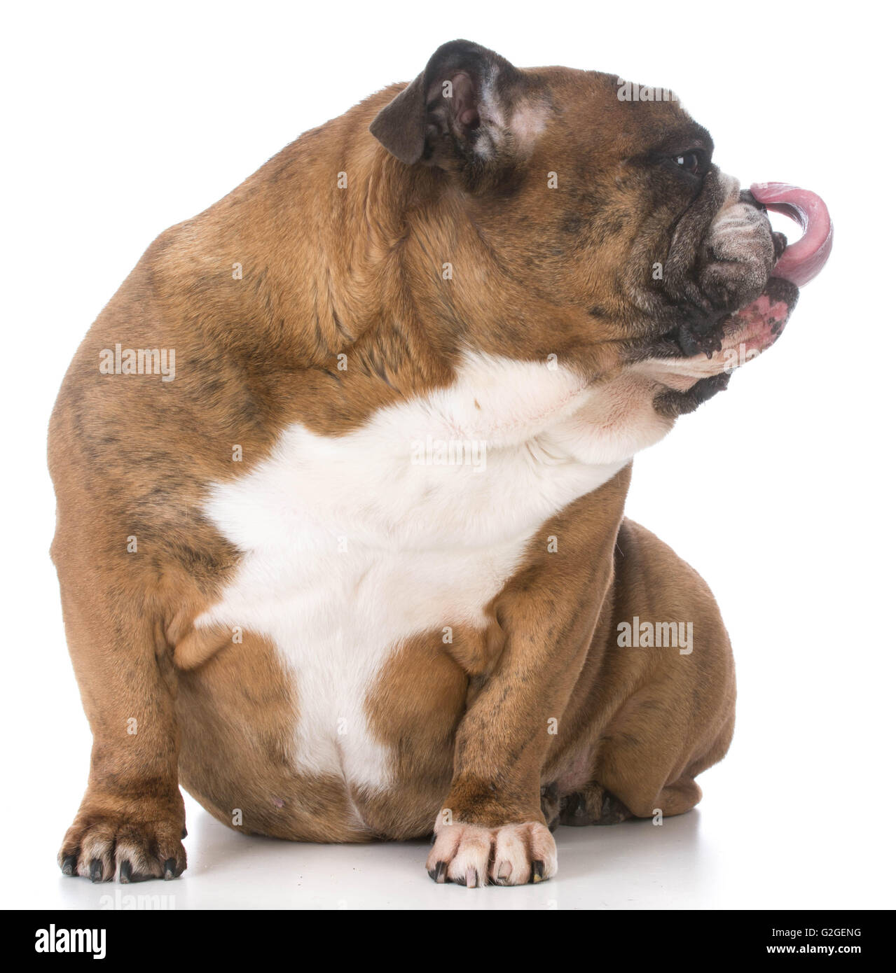 Why Do Dogs Curl Their Lips