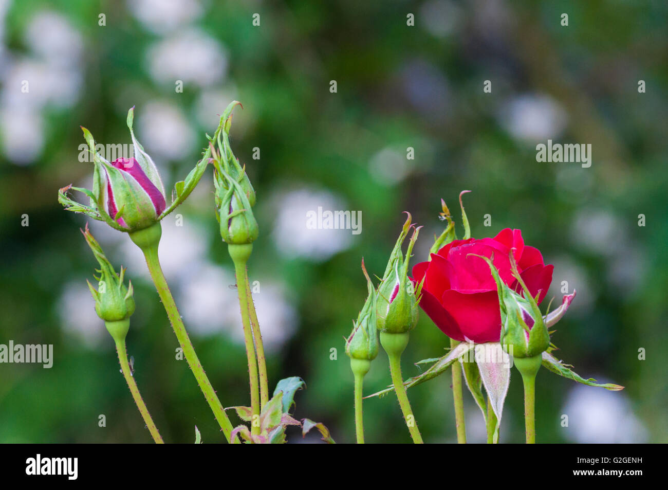 Closeup of Little rose in a garden Stock Photo