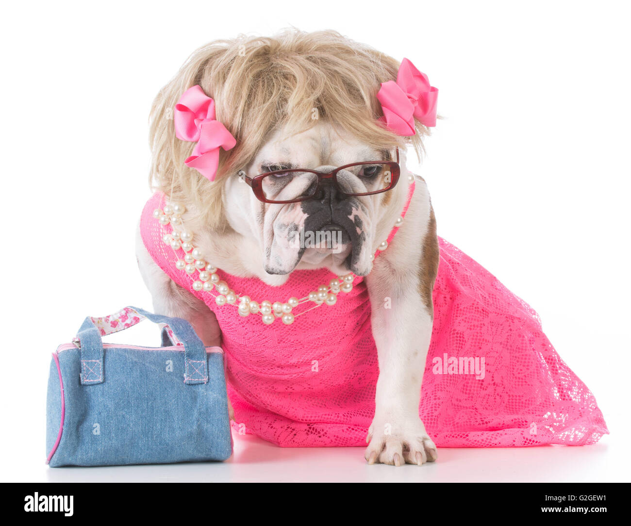 Are Female Dogs Feminine