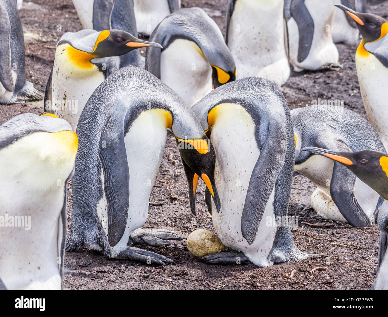A pair of King Penguins are in the process of transferring an egg to a different pair of feet Stock Photo
