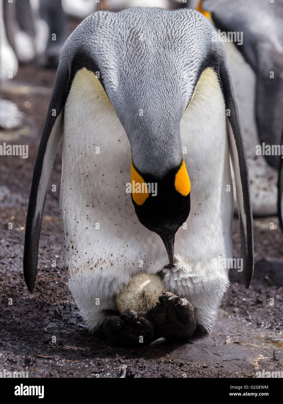 A King Penguin preens it feathers around an egg incubating on its feet Stock Photo